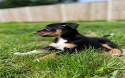 Mixed Breed dogs for sale: 🐾 Collie X Puppies – 10 Weeks Old  - Image 1