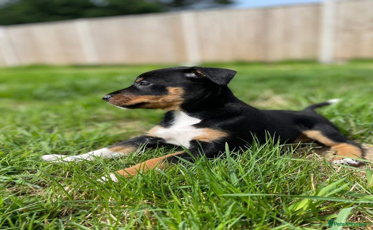 Mixed Breed dogs - Advert 2