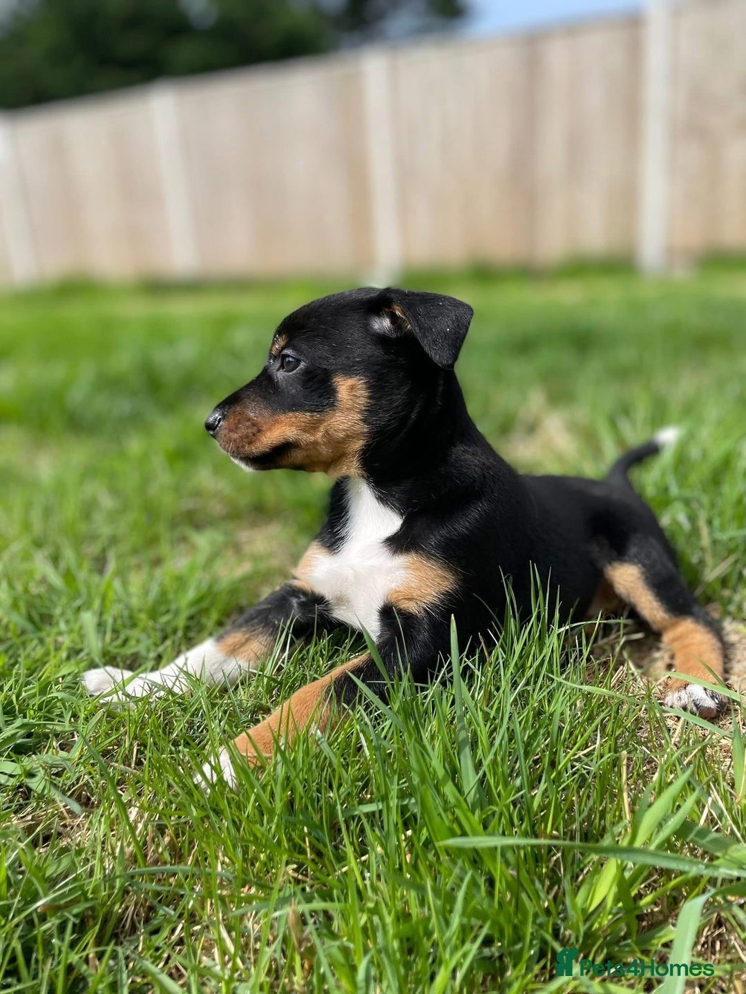 Mixed Breed dogs for sale: 🐾 Collie X Puppies – 10 Weeks Old  - Image 1