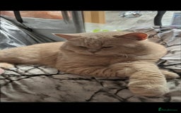 British Shorthair cats for sale: BRITISH SHORTHAIR KITTENS - Image 11