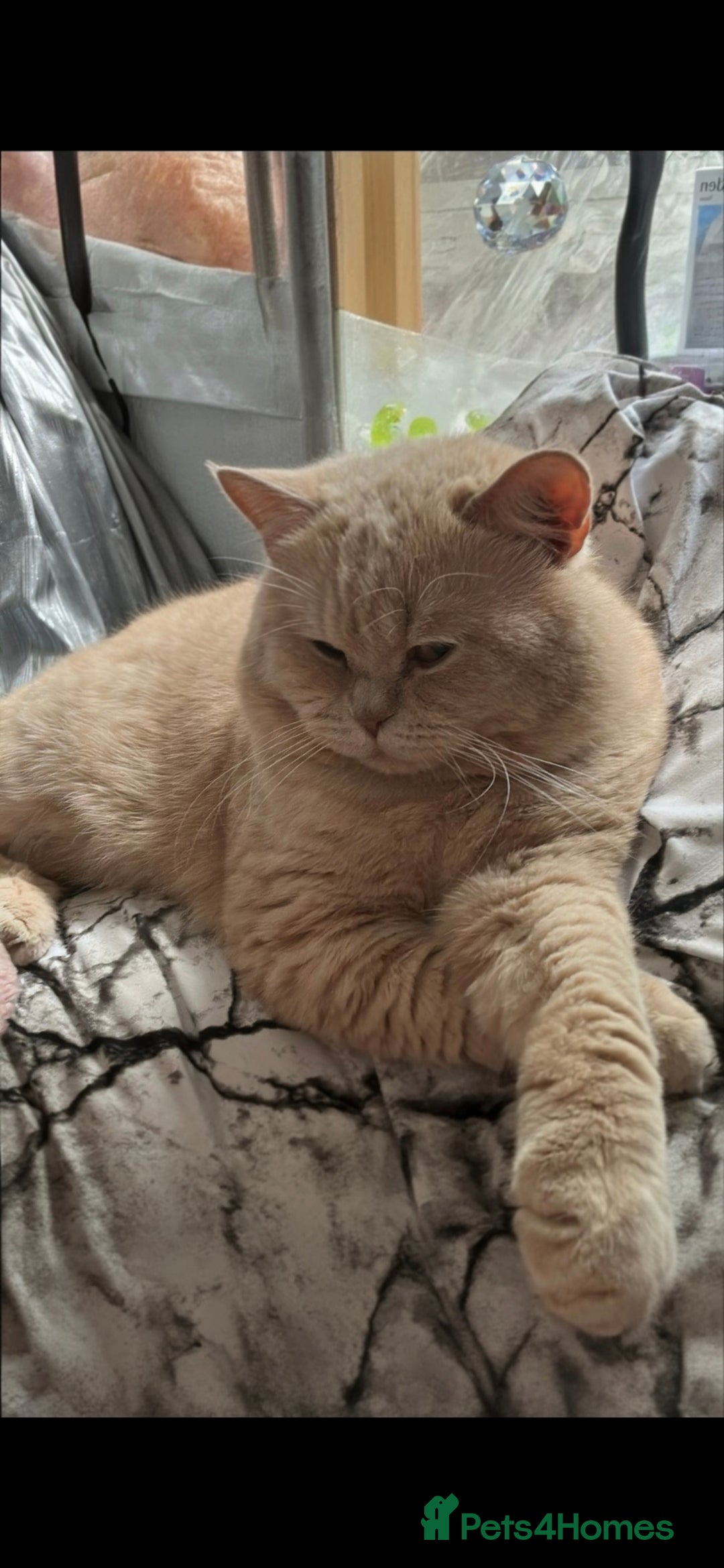 British Shorthair cats for sale: BRITISH SHORTHAIR KITTENS - Image 11