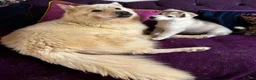 Siberian Husky dogs for sale: Charismatic Companions Ready to Make You Smile in Leeds - Advert 18