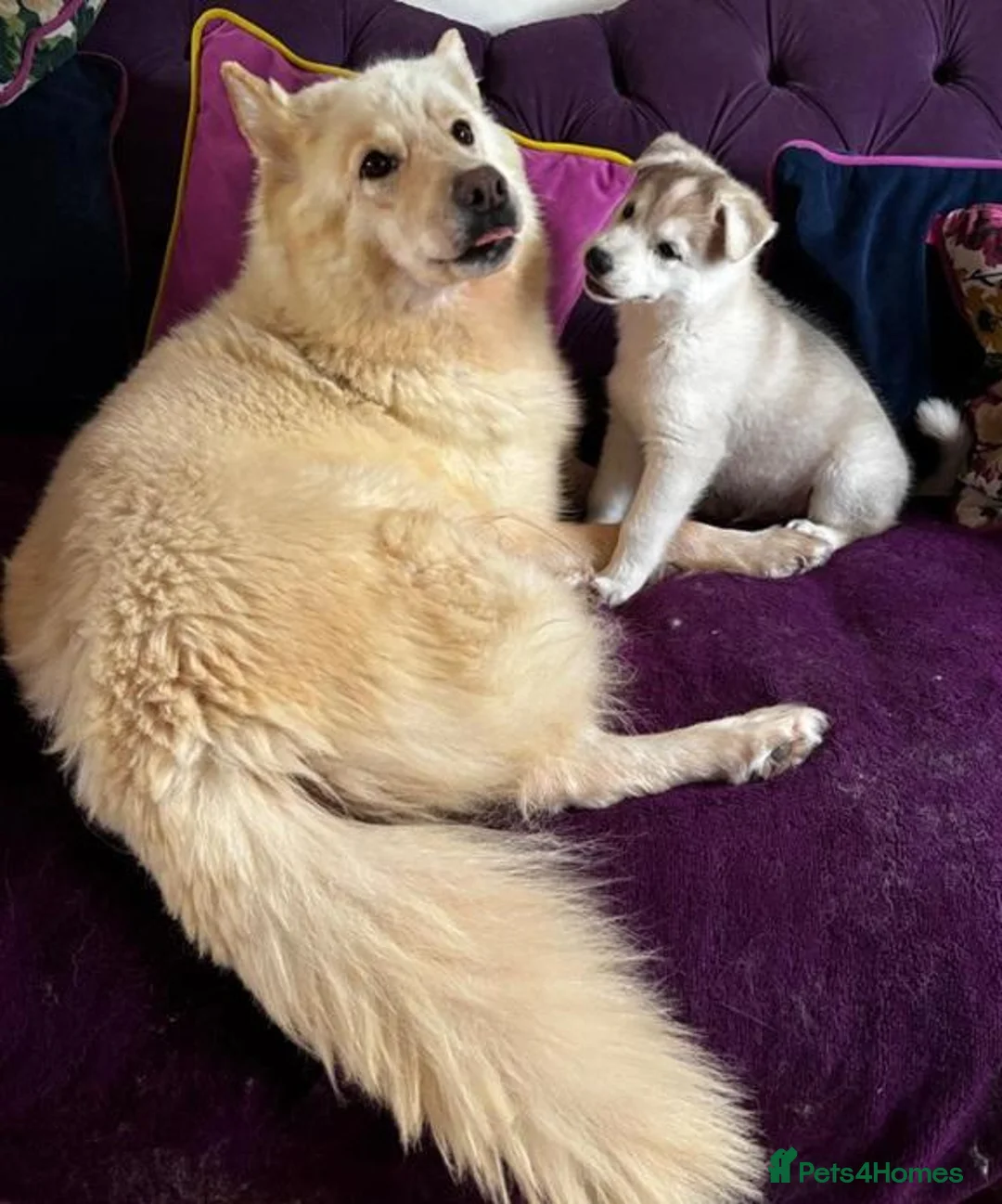Siberian Husky dogs for sale: Charismatic Companions Ready to Make You Smile in Leeds - Advert 18