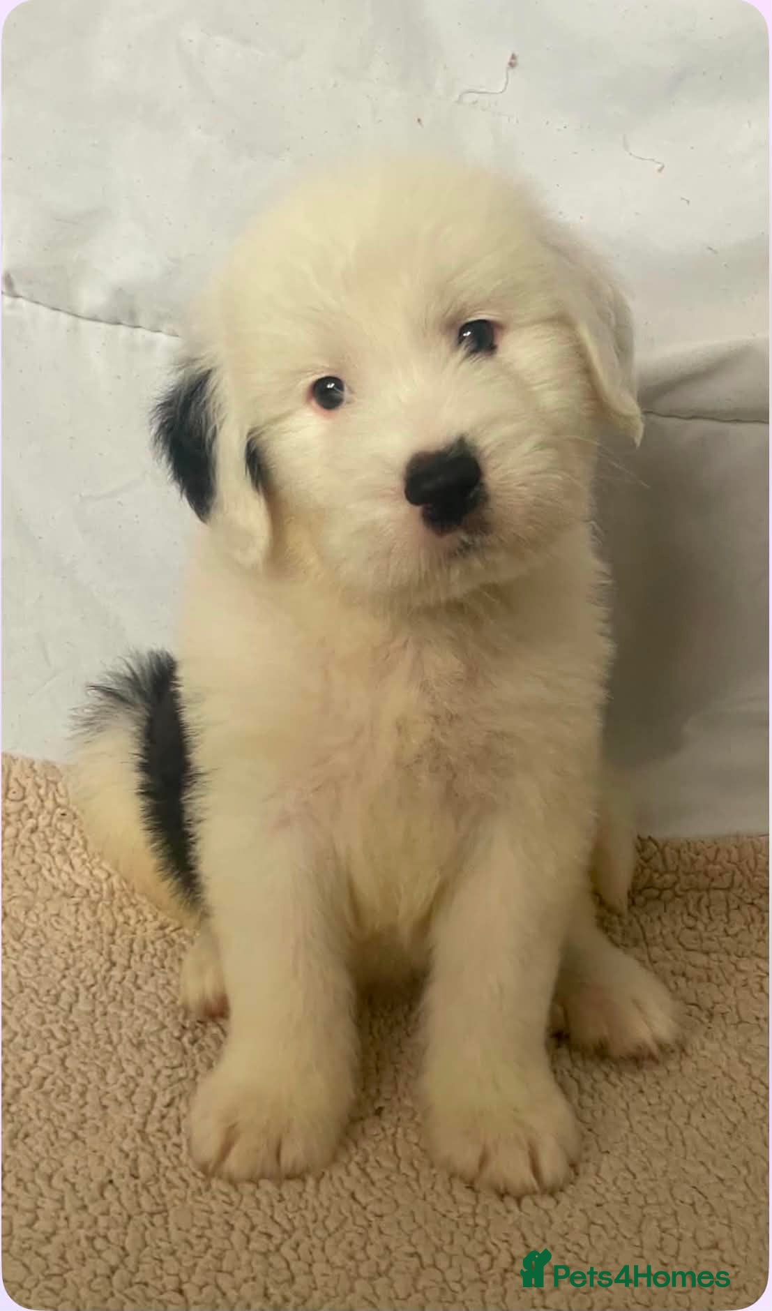 Old English Sheepdog dogs Old English x St Bernard SCOTLAND - Advert 5
