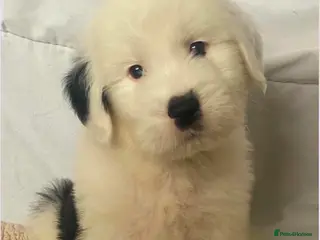 Old English Sheepdog dogs Old English x St Bernard SCOTLAND - Advert 1