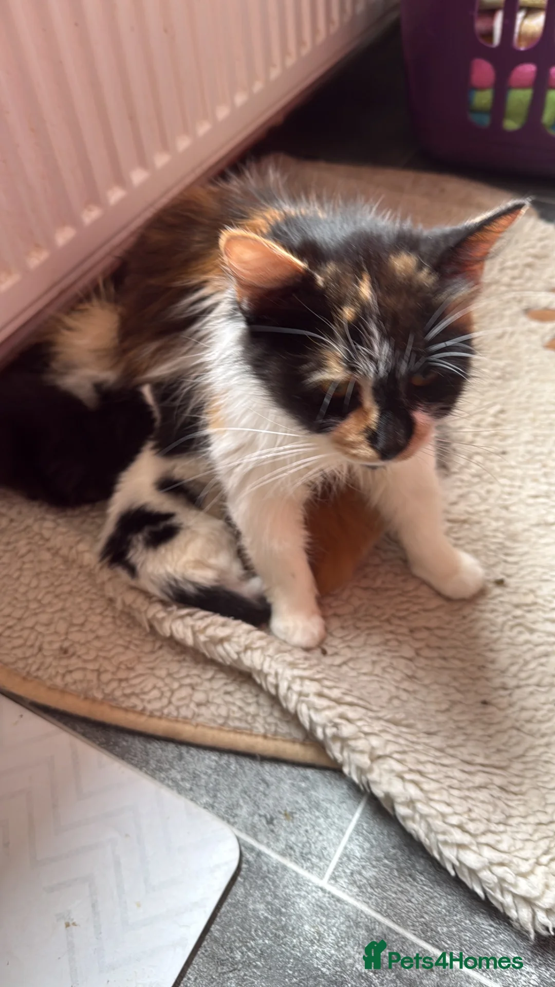 Mixed Breed cats for sale: Gorgeous kittens for sale  - Advert 2