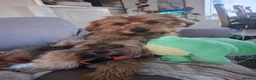 Mixed Breed dogs for sale: Baxter  - Advert 4