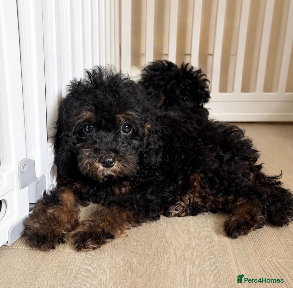 Cockapoo dogs health tested DNA/BVA eye tested cockapoo puppies  - Advert 2