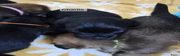 Mixed Breed dogs for sale: Jack Tzu Puppies - Advert 4