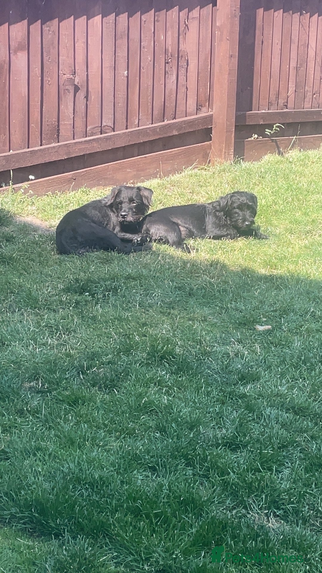 Patterdale Terrier dogs Patterdale terrier  - Advert 3