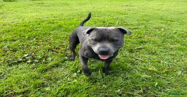 Staffordshire Bull Terrier dogs - Advert 16