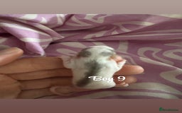 Rat rodents for sale: Babies rats (waiting list) in Honiton - Image 13