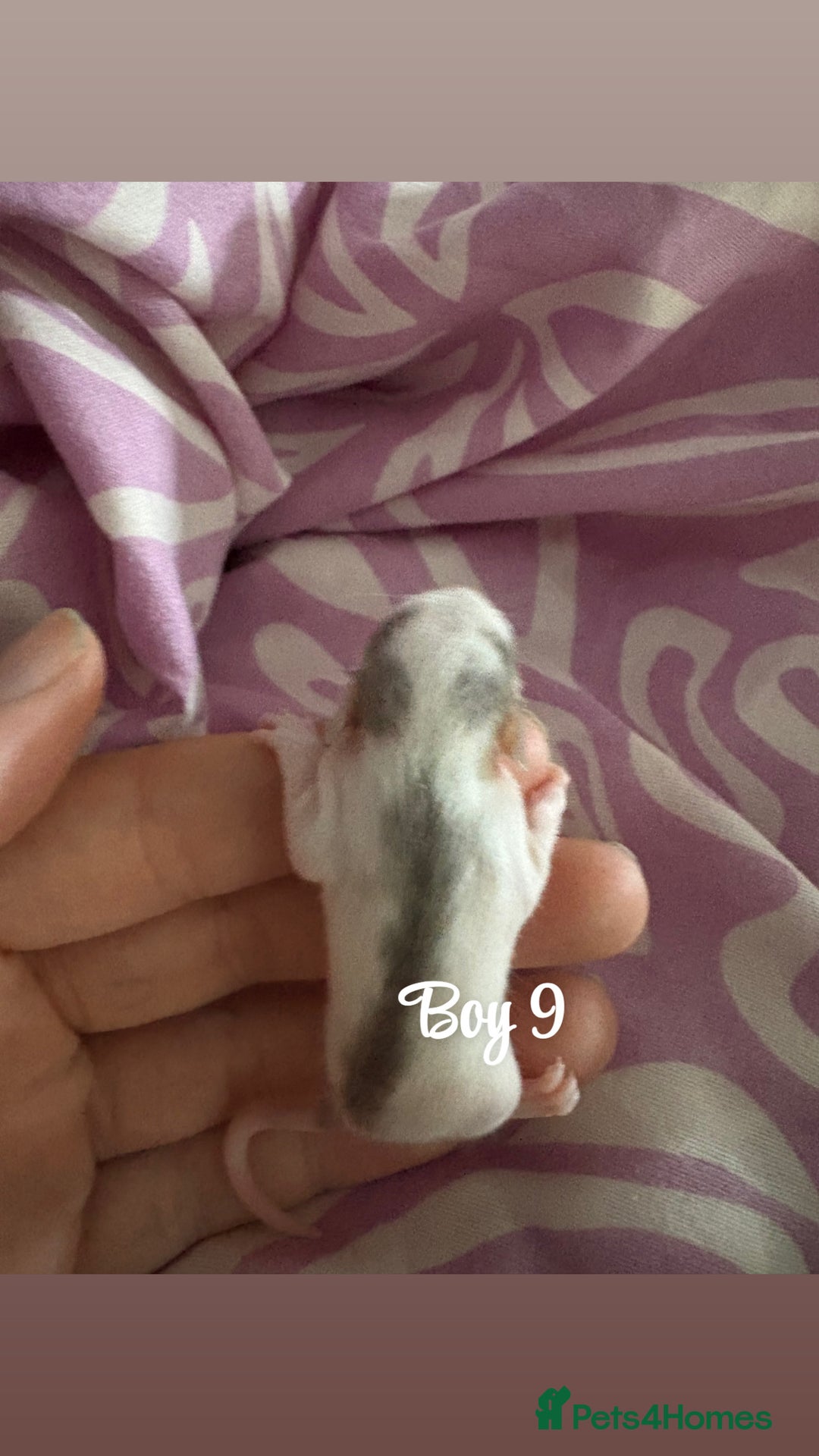 Rat rodents for sale: Babies rats (waiting list) in Honiton - Image 13