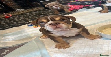 English Bulldog dogs - Advert 2