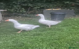 Geese poultry for sale: Pair of geese for sale  - Image 2