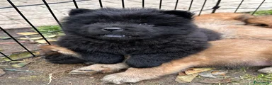 SOLD Black female Chow Chow 5
