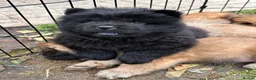 Chow Chow dogs for sale: Beautiful Chow Chow puppy - Advert 23