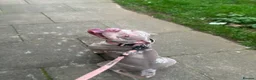 American Bully dogs for sale: Vivienne 3 year old pocket bully  - Advert 4