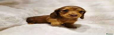 Miniature Dachshund 5