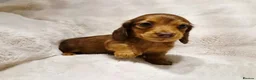 Miniature Dachshund dogs for sale: Longhair miniature dachshund puppys 🐶  - Advert 8