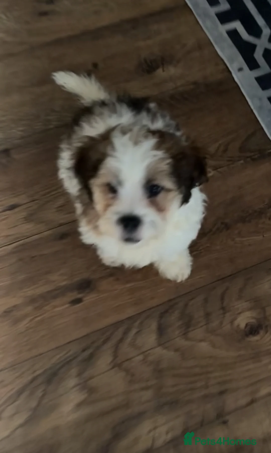 Jackapoo dogs for sale: Make jackapoo puppy - Advert 2