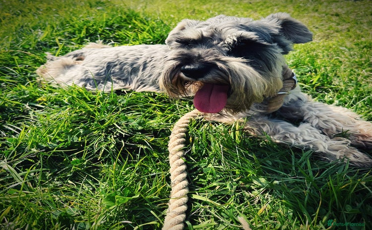 Miniature Schnauzer dogs 7 year old miniature schnauzer  - Advert 1