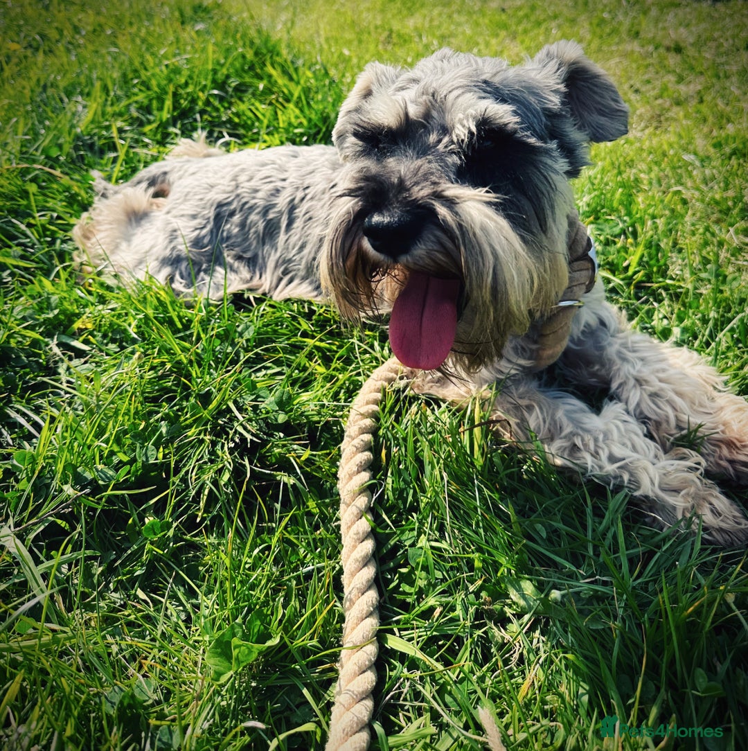 Miniature Schnauzer dogs for sale: 7 year old miniature schnauzer  - Advert 1