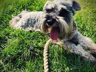 Miniature Schnauzer dogs 7 year old miniature schnauzer - Advert 1