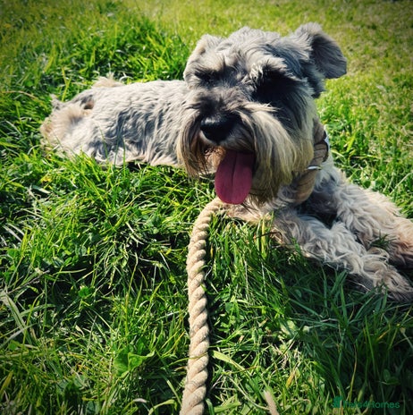 Miniature Schnauzer dogs 7 year old miniature schnauzer - Advert 1