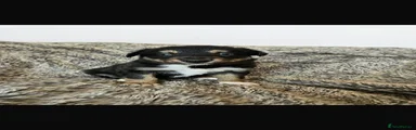 Border Collie Puppy 1