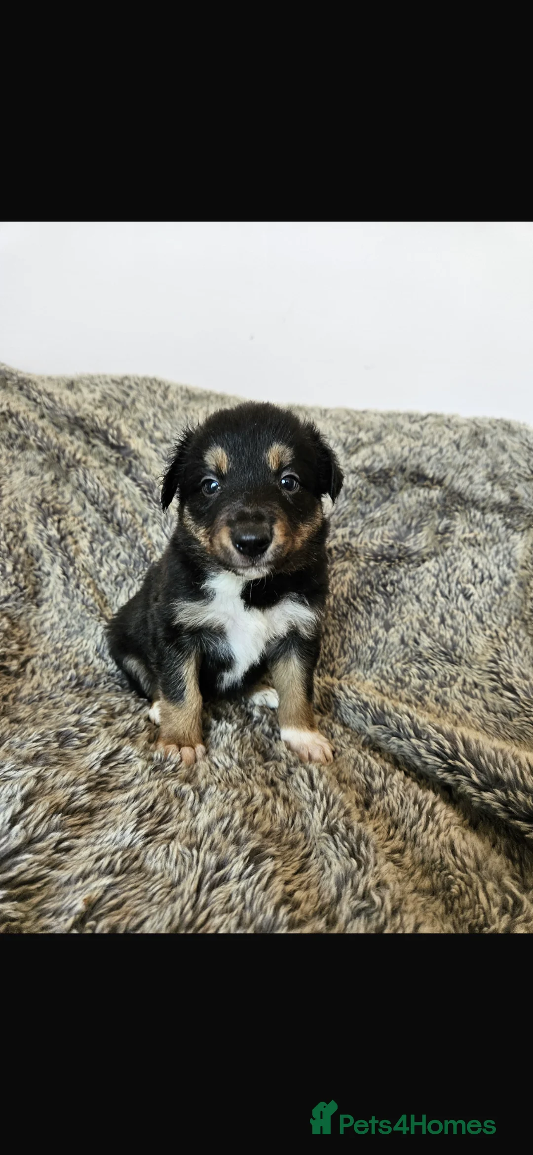Border Collie dogs for sale: Beautiful tri coloured and red sable puppies  - Advert 1
