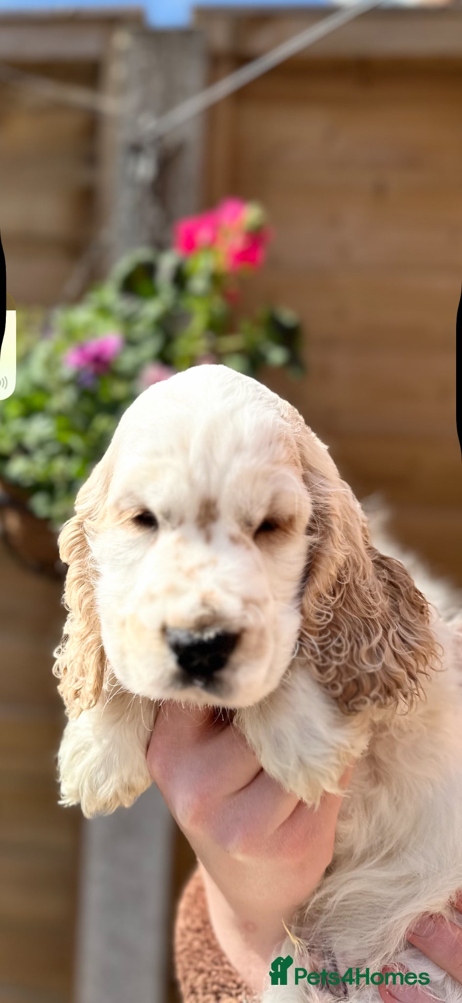 Cocker Spaniel dogs 2 beautiful KC show cocker spaniels  - Advert 4