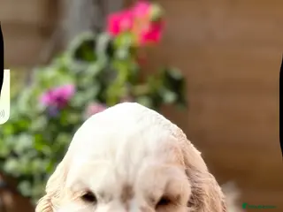 Cocker Spaniel dogs 2 beautiful KC show cocker spaniels - Advert 4