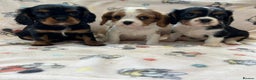 Cavalier King Charles Spaniel dogs for sale: Gorgeous King Charles cavalier puppies  - Advert 1
