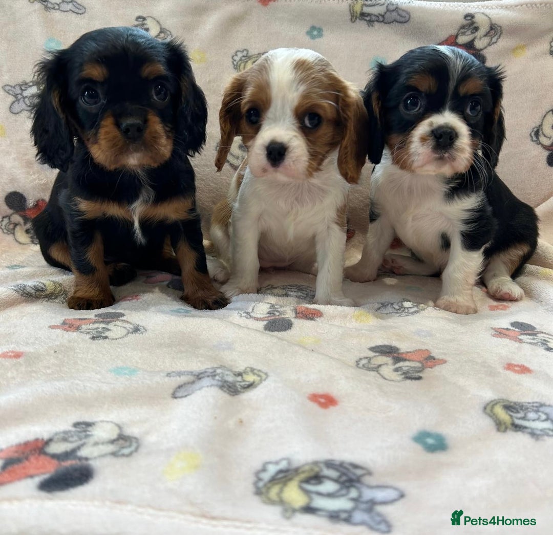 Cavalier King Charles Spaniel dogs for sale: Gorgeous King Charles cavalier puppies  - Advert 1