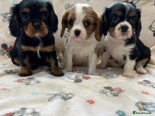 Cavalier King Charles Spaniel dogs Gorgeous King Charles cavalier puppies - Advert 1