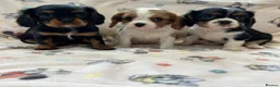 Cavalier King Charles Spaniel dogs for sale: Gorgeous King Charles cavalier puppies  - Advert 1