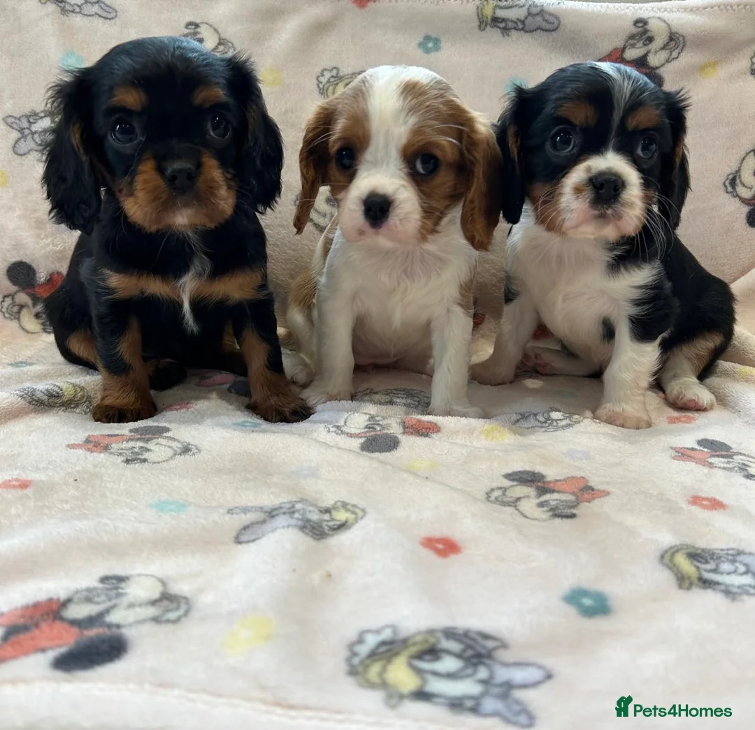 Cavalier King Charles Spaniel dogs for sale: Gorgeous King Charles cavalier puppies  - Advert 1