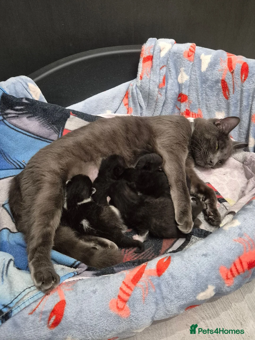Mixed Breed cats for sale: Male, black kitten, raised in a family home. - Advert 7