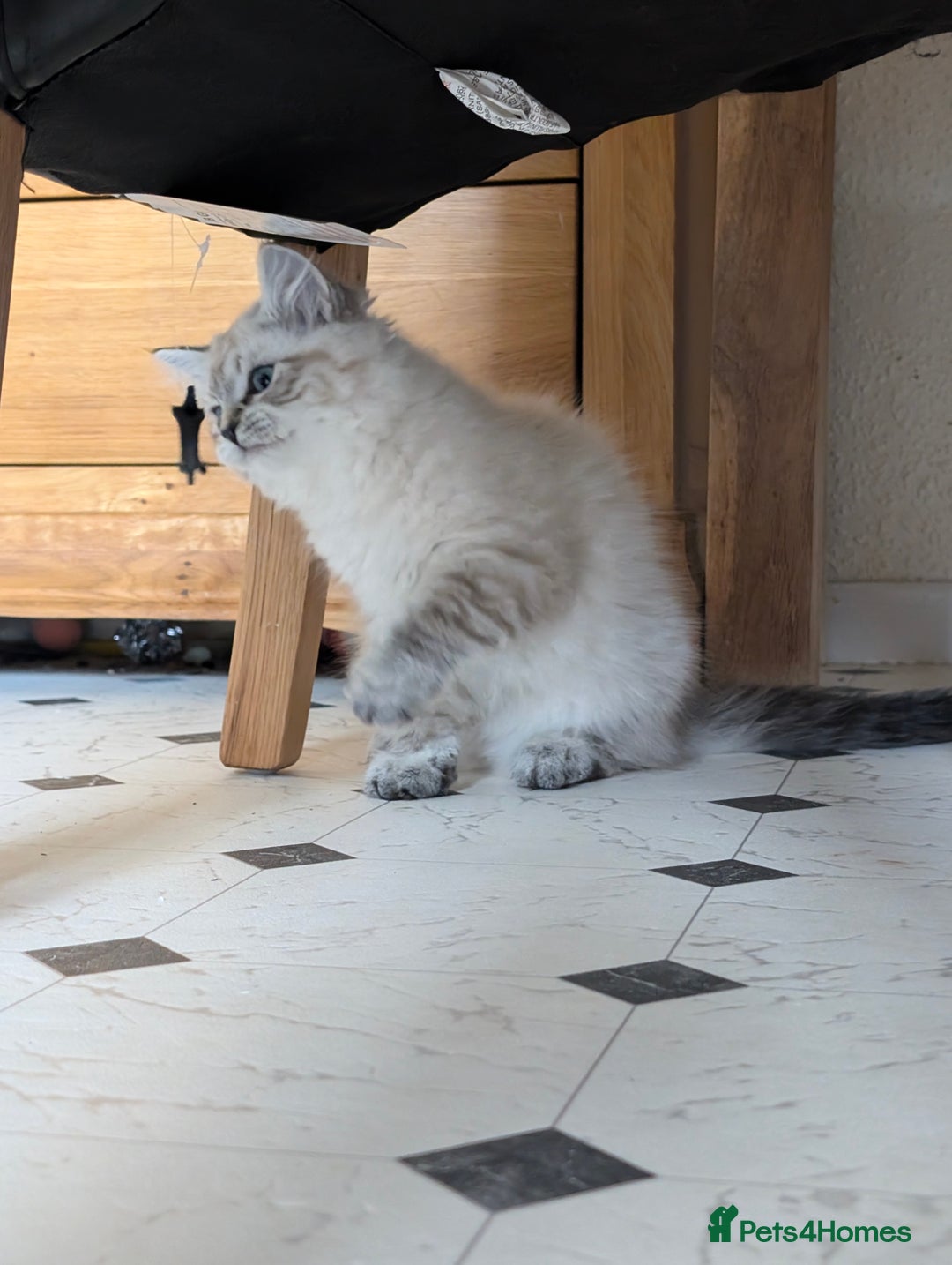 Siberian cats for sale: Litter "W" Neva Masquerade - Image 7