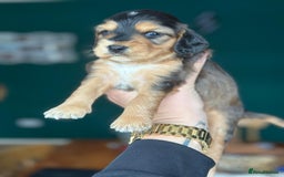 Cocker Spaniel dogs for sale: Working type Cockerspaniel pups kc registered dad  - Image 6