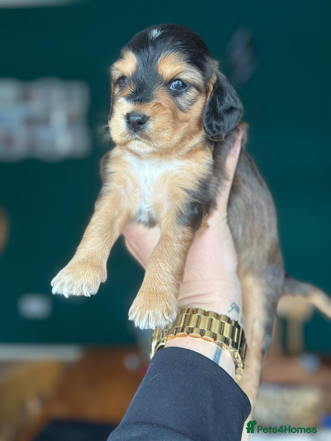 Cocker Spaniel dogs for sale: Working type Cockerspaniel pups kc registered dad  - Image 6