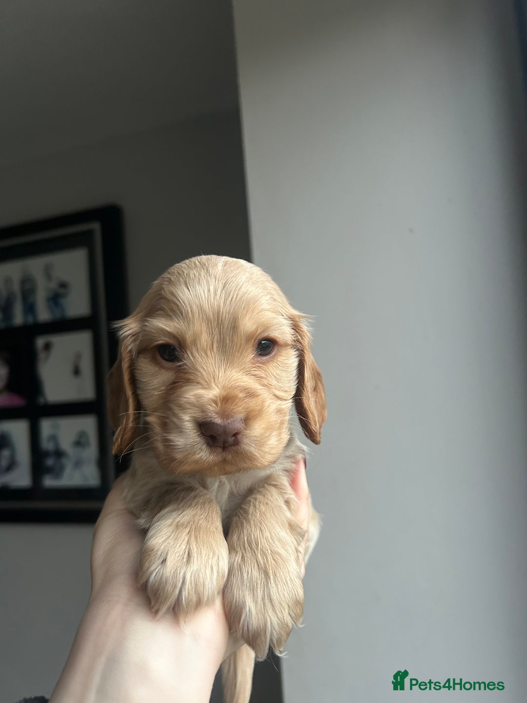 Cocker Spaniel dogs for sale: Show Cocker Spaniel - Advert 20