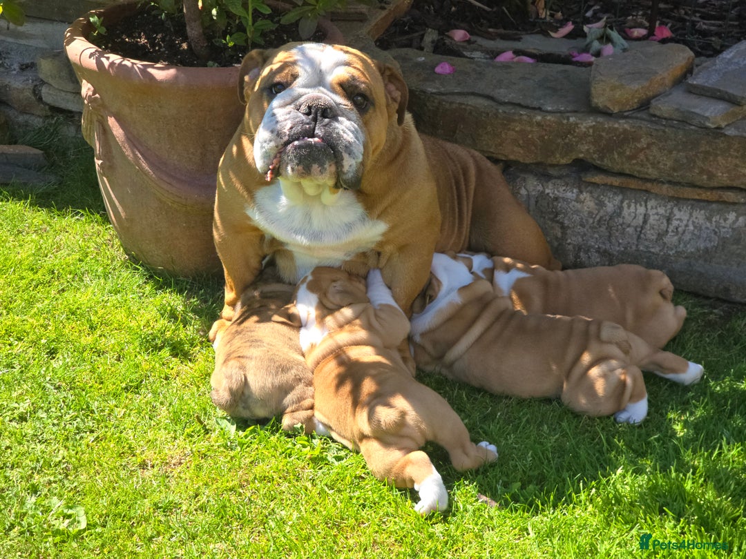 English Bulldog dogs for sale: Stunning English Bulldog Puppies  - Image 14