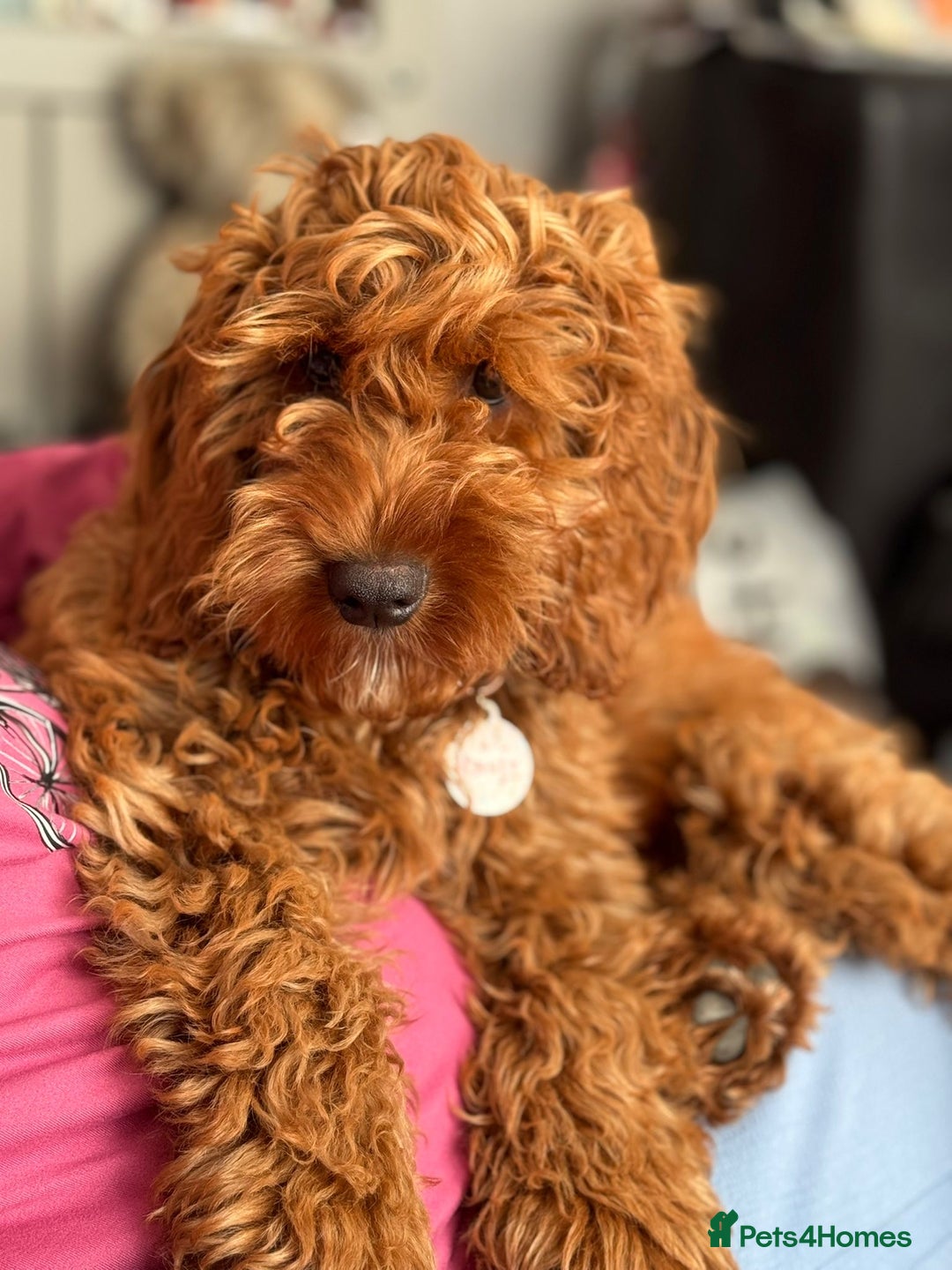 Cockapoo dogs for sale: F1 MINIATURE COCKAPOO PUPPIES DNA HEALTH TESTED  - Advert 11