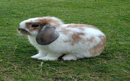 Mini Lop rabbits for sale: Two beautiful mini lop girls  - Image 4