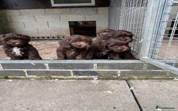 Sproodle dogs for sale: Ready to leave now F1 sproodles - Image 9
