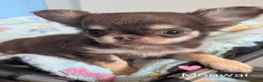 Mogwai