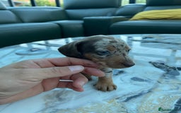 Miniature Dachshund dogs for sale: 🐾READY TO LEAVE NEXT WEEK🐾 - Image 25