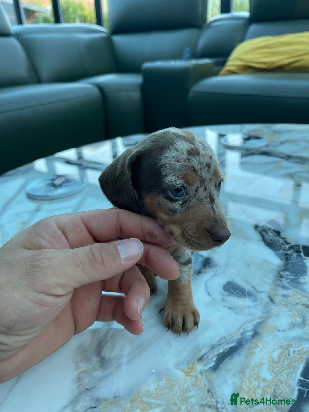 Miniature Dachshund dogs for sale: 🐾READY TO LEAVE NEXT WEEK🐾 - Image 25